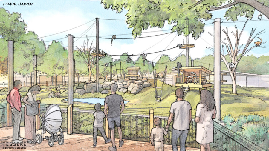 Architectural rendering of the Little Rock Zoo lemur habitat in Arkansas featuring climbing structures, elevated ropes, natural rockwork and visitor viewing areas, designed by WDD Architects.